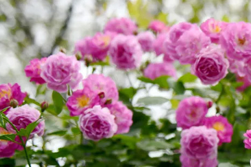 图说PA捕鱼|赏花正当时，来一波香气十足的“花”式上新